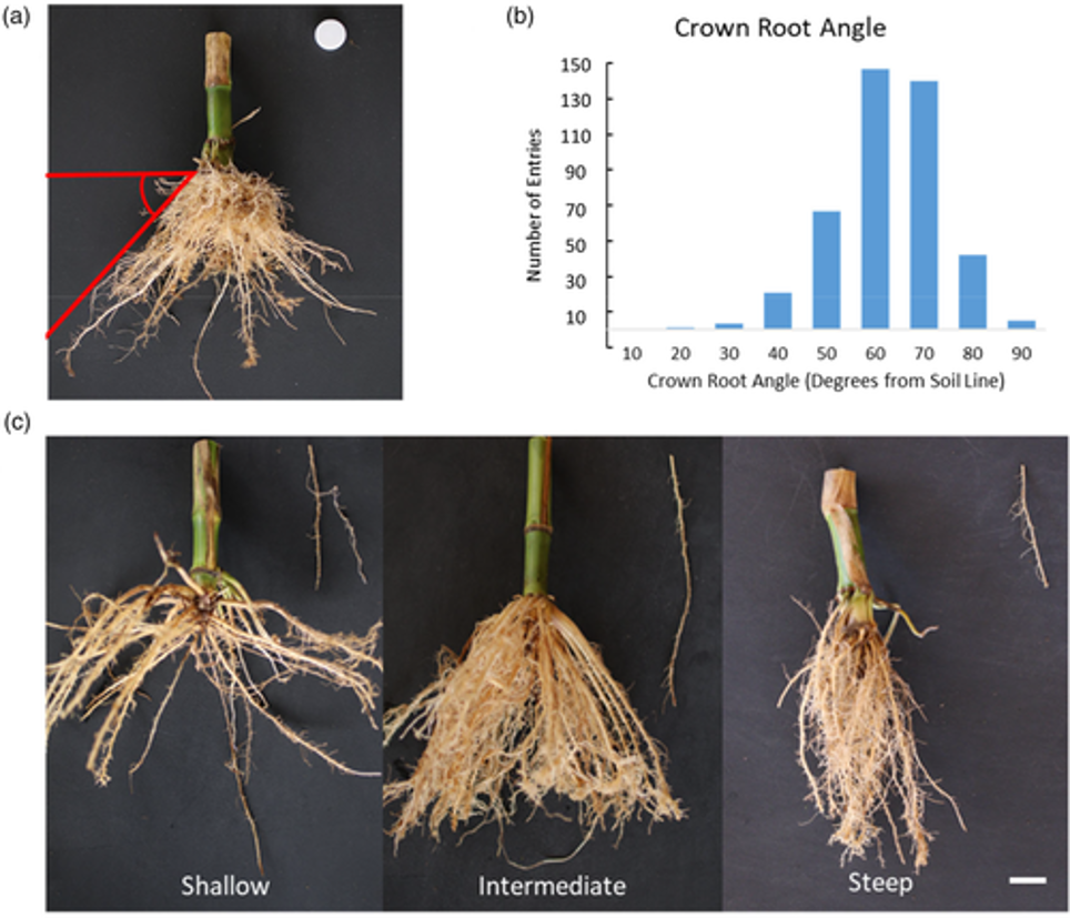 Variation is observed in crown root angle in maize. Source: Schneider et. al. 2021