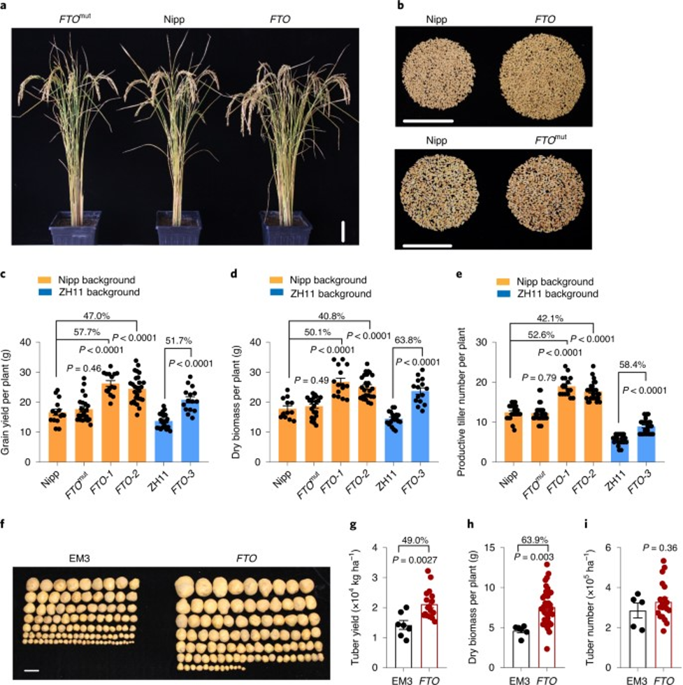 Transgenic expression of FTO increases yield and biomass of rice and potato plants in the field: Source Yu, Liu Yu et al, 2021.