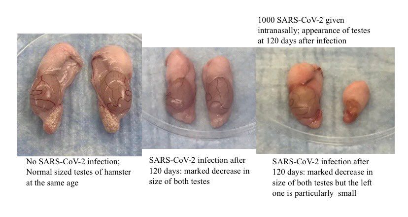 Syrian hampster testicle sizes pre and post infection by the novel coronavirus. Source: Li, Ye, Zhang, et al, 2022