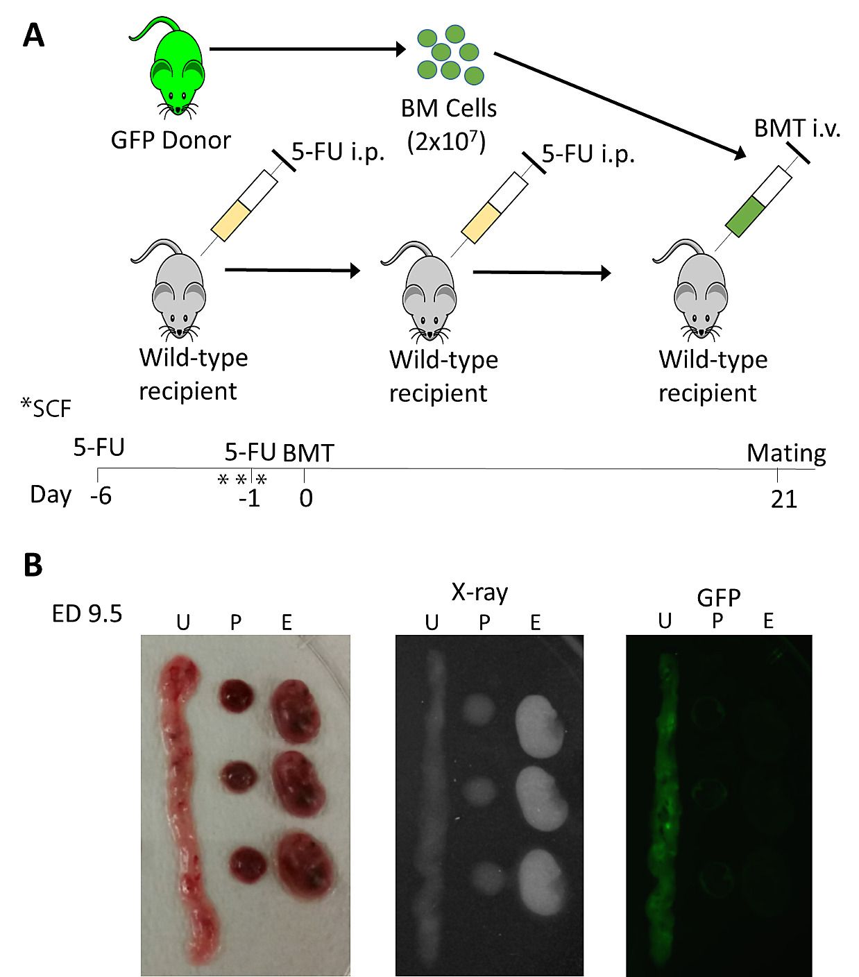 Adult bone marrow progenitors become decidual cells and contribute to embryo implantation and pregnancy. Source: Tal, Shaikh, Pallavi et al 2019.