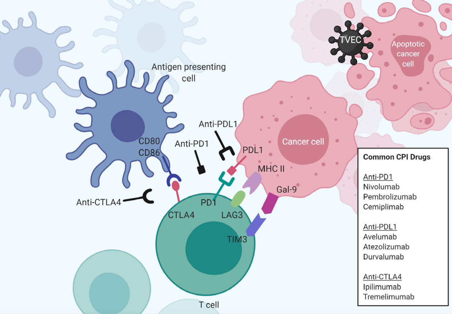 What Are Immune Checkpoint Inhibitors