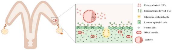 Embryo–maternal interactions mediated by extracellular vesicles secreted from the embryo and endometrium cells. Red dots: embryo-derived EVs, green dots: Endometrium-derived EVs. Source: Bridi, Perecin, da Silveira, 2020