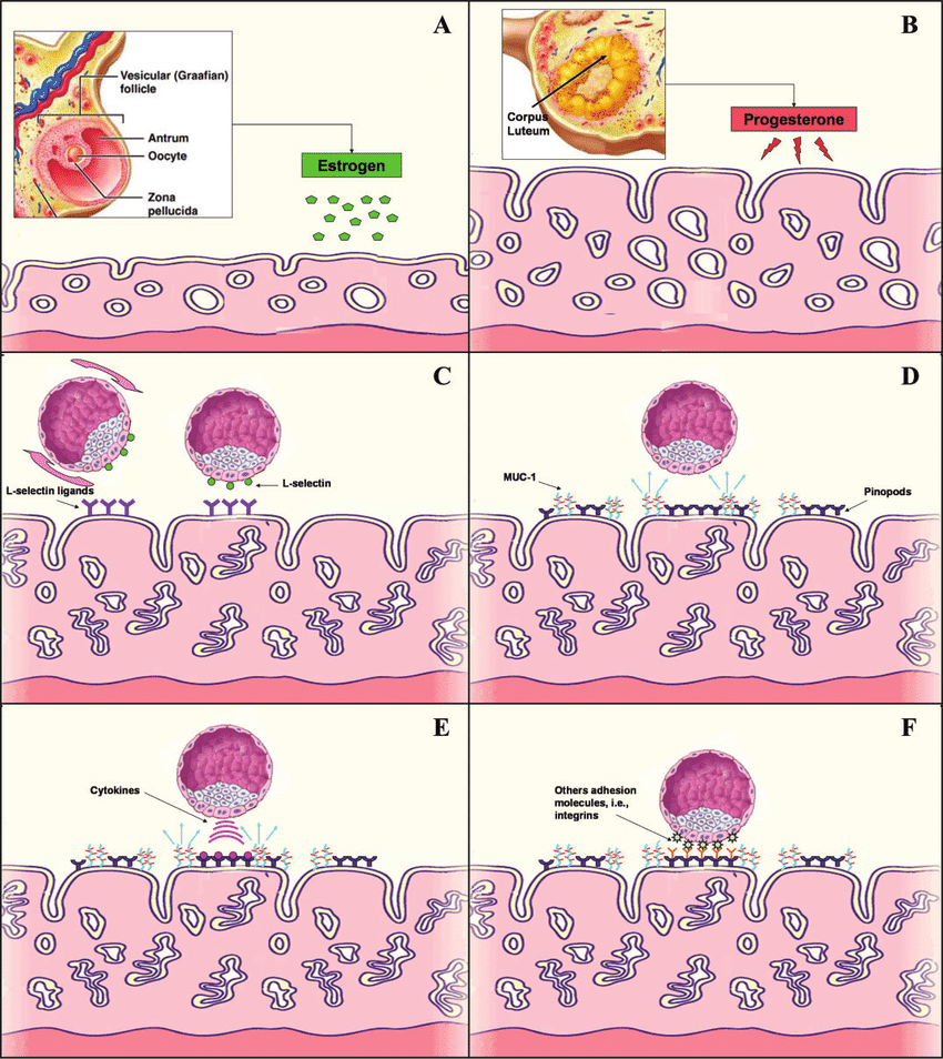 Embryo implantation. Source: Achache and Revel, 2006