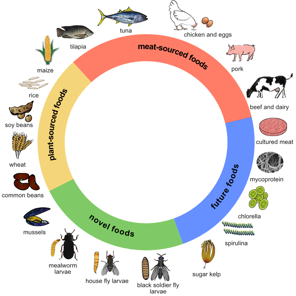 Future and novel foods examples, alongside traditional animal-sourced foods and plant-sourced foods. (Source: adapted from Parodi et al., 2018)