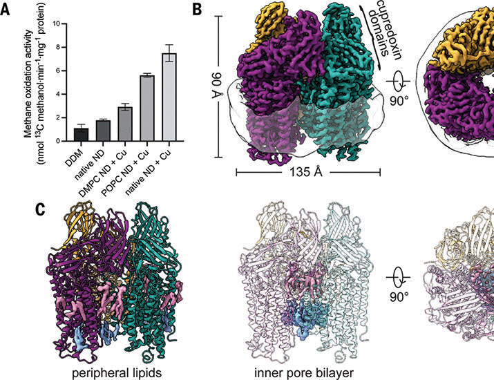B: The newly discovered structures in the membrane of the protein. Source: Koo, Tucci, Rosenzweig, 2022.