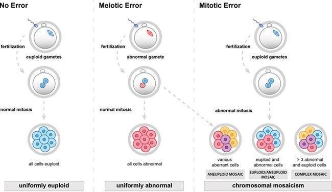 Human preimplantation embryos based on their chromosomal status. Left: euploid, no errors. Middle: aneuploid (abnormal). Right: a mitotic error leads to chromosomal mosaicism. The embryo may harbor both euploid and abnormal cells. Source: Popovic, Dhaenens, Boel et al, 2020.