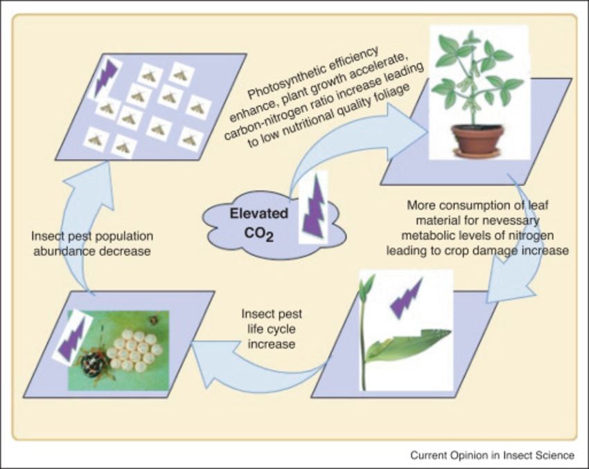 The interaction between climate change and crop damage caused by insects. Source: Tonnang, Sokame, Abdel-Rahman et al, 2022