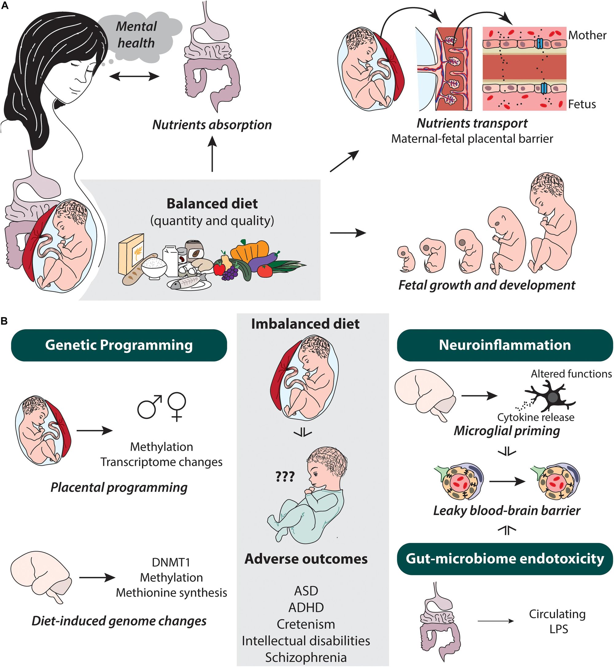 Balanced diet influences nutrient absorption and transport, fetal growth and development in pregnant women. In the offspring, diet can influence genetic programming, neuroinflammation, and gut microbiome endotoxicity, which in turn causes adverse neurodevelopmental outcomes. Source: Bordeleau, de Cossío, Chakravartry, et al, 2021.