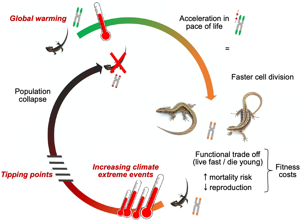The vicious cycle of the “ageing loop hypothesis” for climate-induced population decline in common lizards. Adapted from: Dupoué et al. (2022).