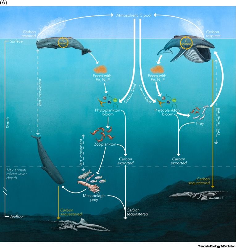 Great whales’ direct and indirect nutrient and carbon cycling pathways.(A) A hypothetical Southern Ocean, demonstrated by two endmembers (deep-diving sperm whale, left, vs. shallow-diving mysticete, right) that share the same direct carbon pathways (i.e., biomass carbon, whale falls) but differ in their indirect carbon pathways. Source: Pearson, Savoca, Costa, et al, 2022.