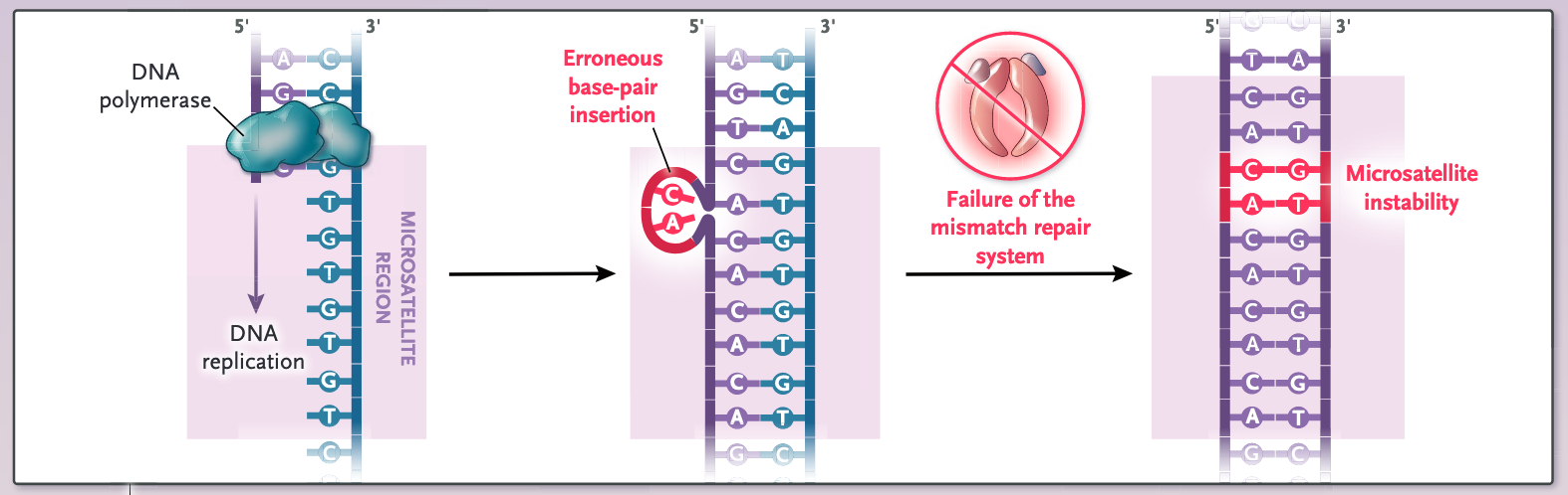 Lynch syndrome interferes with normal DNA repair processes, causing a higher prevalence of DNA mutations and increasing the risk of cancer. Source: Sinicrope FA. N Engl J Med. 2018 Aug 23;379(8):764-773.