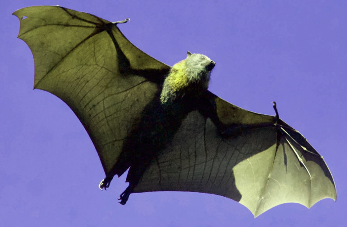 COVID-19 FAQ: How do we stop viruses infecting us from animals?