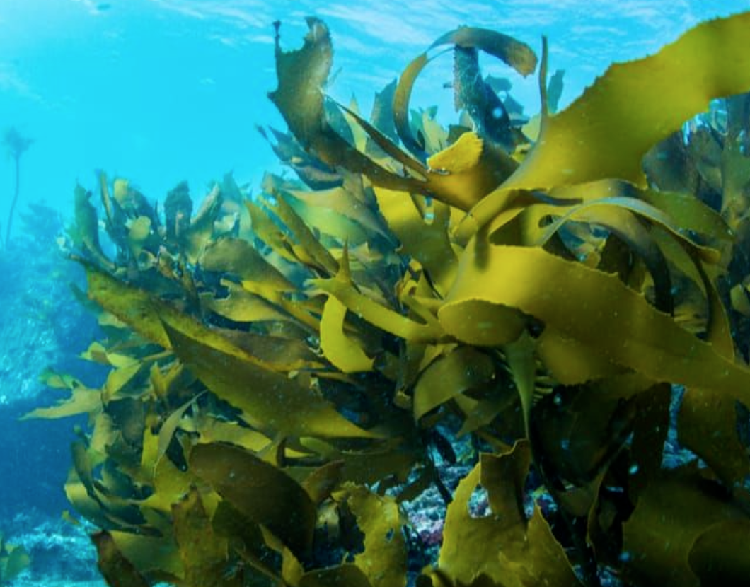 Can we use seaweed farming to capture CO2?
