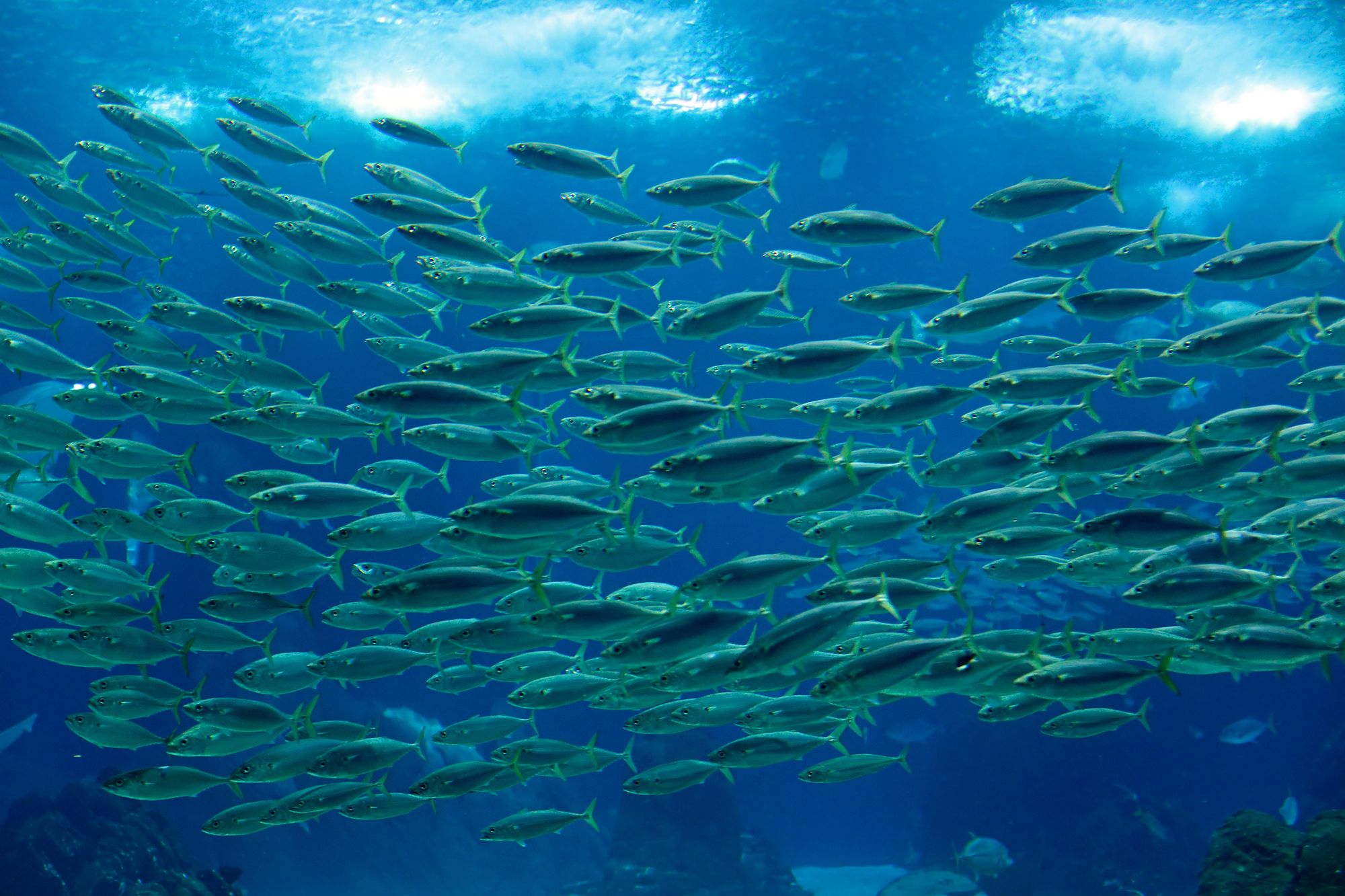 Fishermen's problem: species move deeper from warming waters
