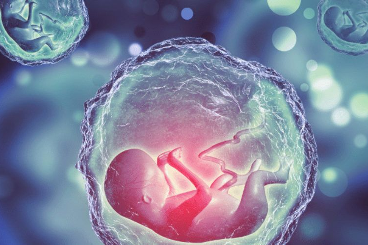 Stem cells in the bone marrow improve the chances of pregnancy