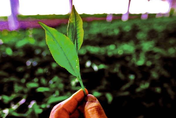 Tea has a hot new superpower against cancer