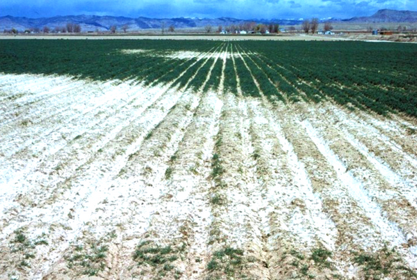 The science helping plants survive in salty soils