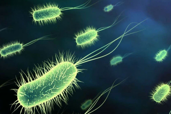 Microbes might power your devices in the future