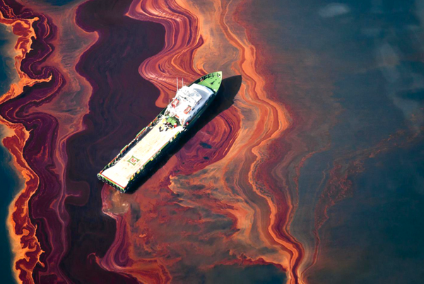 Plants and microbes unite to clean up oil spills