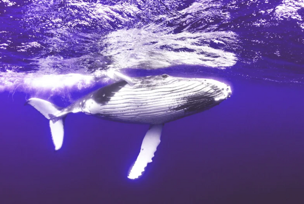 The Big Catch: Can Whales Help Reduce Carbon?