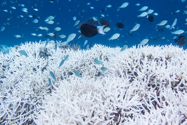 Investigating coral bleaching to save ‘rainforest of the sea’