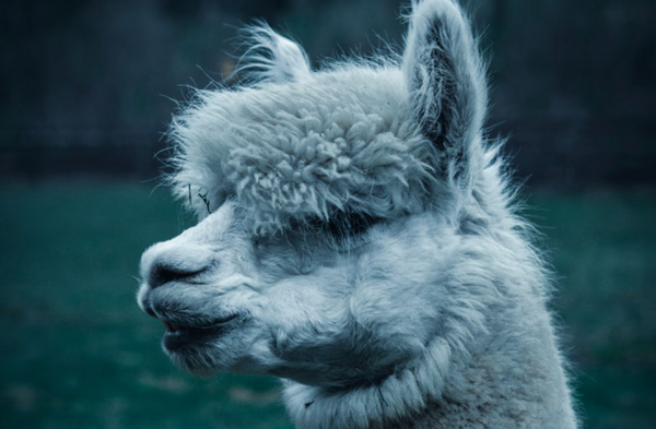 COVID-19 FAQ: Why are we using alpacas to stop the coronavirus from infecting us?