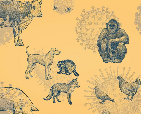 161 options to cut the risk of future pandemics of animal origins