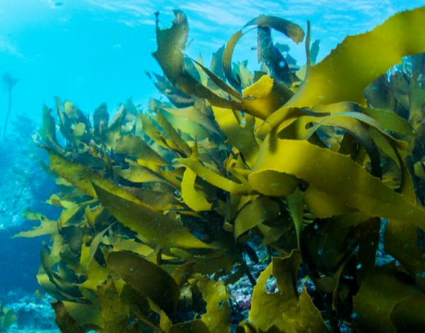 Can we use seaweed farming to capture CO2?