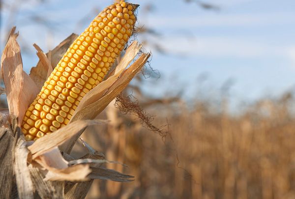 Scientists hunt for the right angle to cut fertilizer use on corn fields