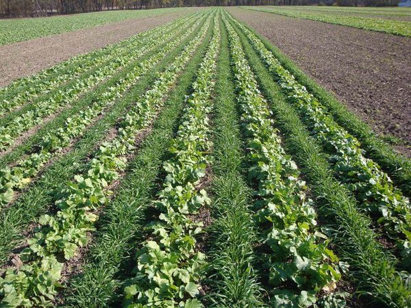 How can ‘cover crops’ help fight climate change?