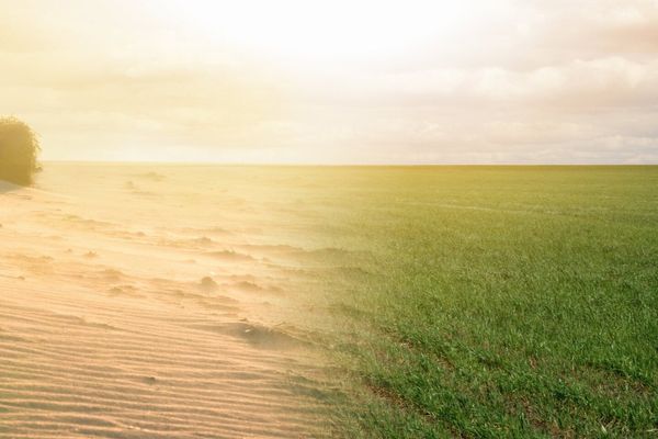 The tiny clay particles that help plants grow in the sand