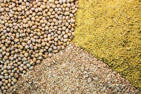 Lupin could steal the show from soya in animal feed