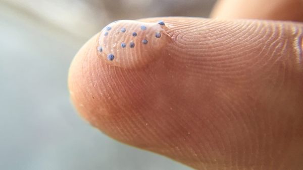 Microplastics: hurting sealife and potentially human health