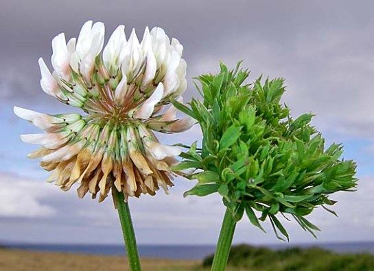 Bacteria that turns plants into zombies can be outmaneuvered