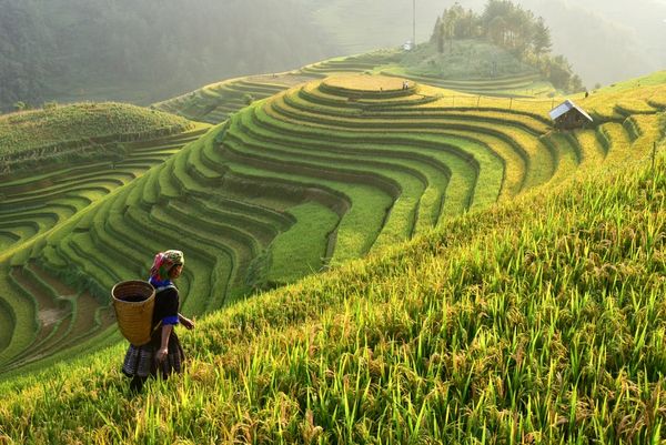 A human ‘fat gene’ dramatically boosts rice and potato yields