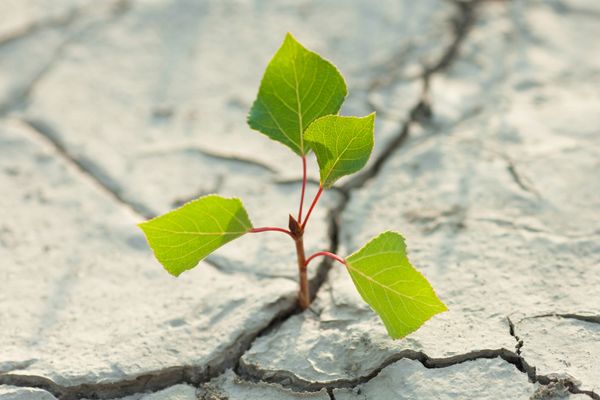 ‘Memory’ in plants can help us design drought-tolerant crops