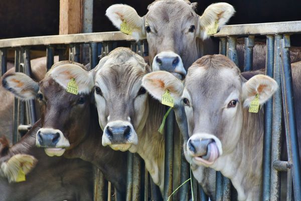 Legume crops can help reduce methane emissions from cows