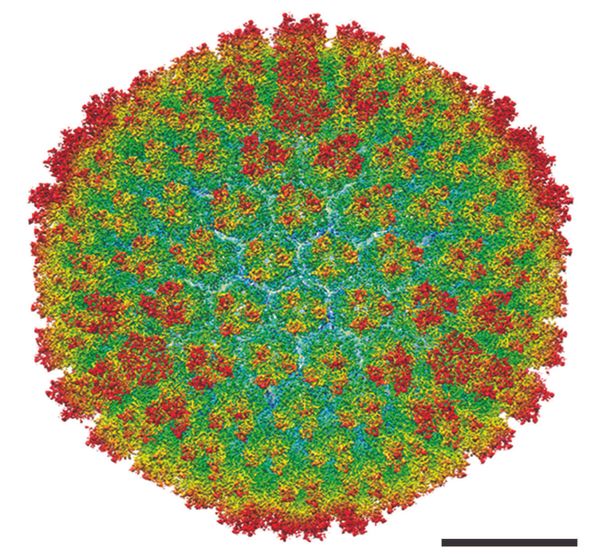 Engineered adenovirus can shrink lung cancer tumors