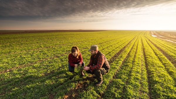 Can planting cover crops reduce agricultural carbon emissions?