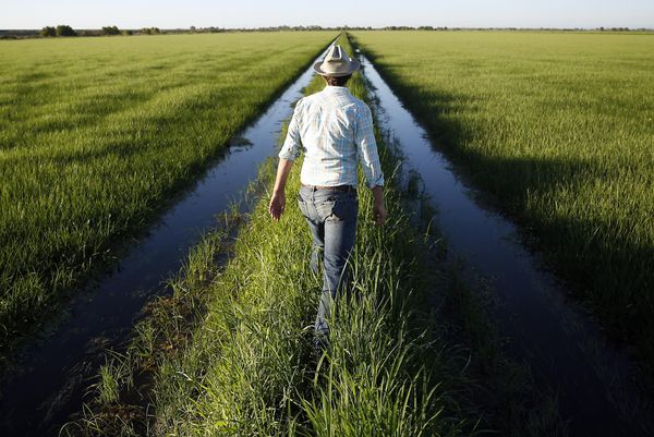 Who is ‘Slender Guy’ helping rice resist warming temperatures?