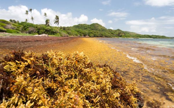 Trying to turn ever-present Atlantic seaweed into a climate fix