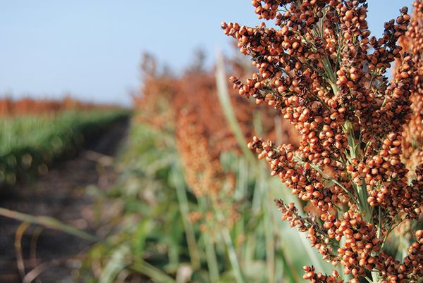 A gene could double the yield of corn-alternative livestock feed