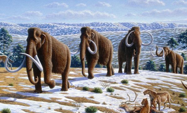 Scientists want to de-extinct mammoths. What is it good for?