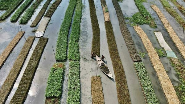 The gene that makes rice grow in soils degraded by climate change