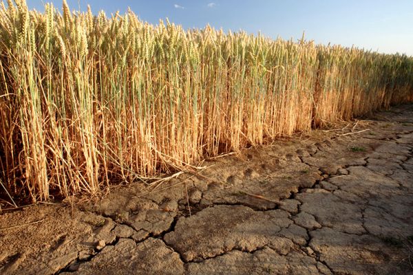 This “genetic switch” can make wheat more drought tolerant