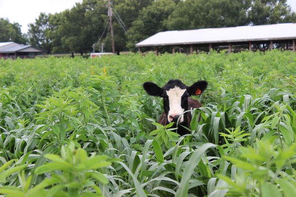 Hi-five for cows: hemp is a climate-friendly alternative feed and more