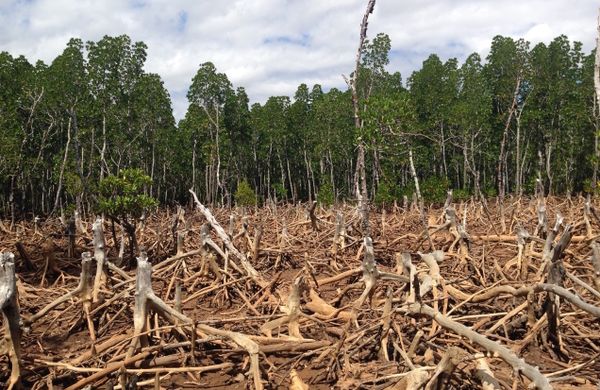 Degradation of tropical forests: a significant source of carbon emissions