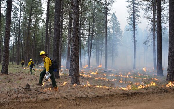 Could controlled forest burning  help us capture more carbon?