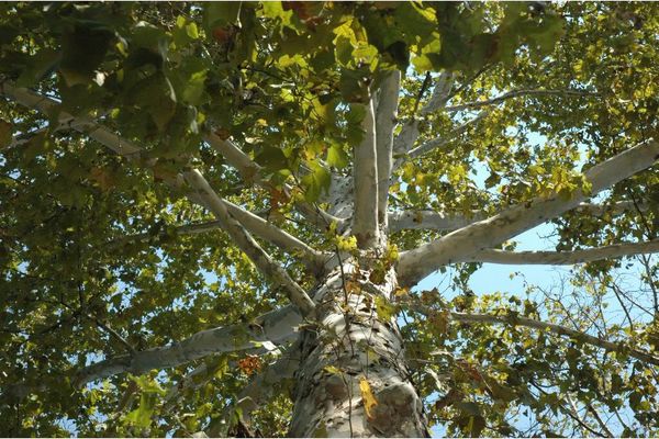 Can supertrees protect cities against climate effects?