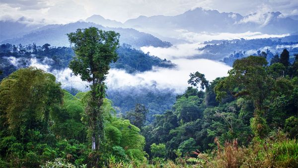 Is the Amazon rainforest really reaching a tipping point?